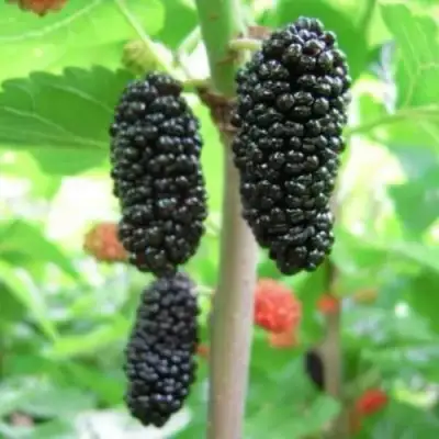 Шелковица ГАЛИЦИЯ в Бресте