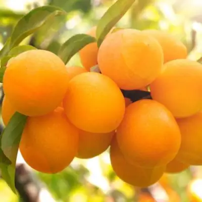 Слива МАРА в Бресте