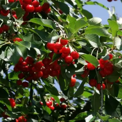 Вишня БРУСНИЦЫНА степная в Бресте