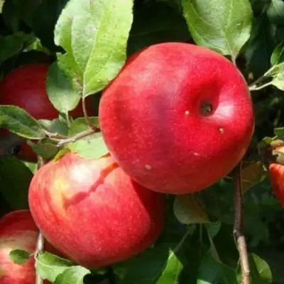 Яблоня ВАЛЕРИЯ в Бресте