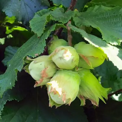 Фундук ТАМБОВСКИЙ РАННИЙ в Бресте