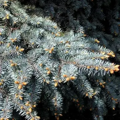 Ель НАНА сизая в Бресте