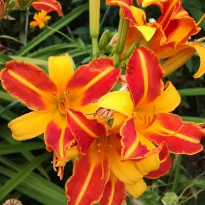 Лилейник ФРАНС ХАЛС в Бресте