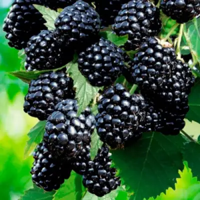 Ежевика ЛОХТЕЙ бесшипная в Бресте