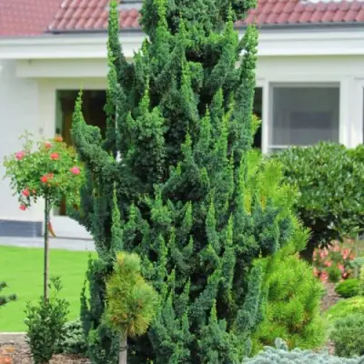 Кипарисовик ВИСЕЛЛИ лавсона в Бресте