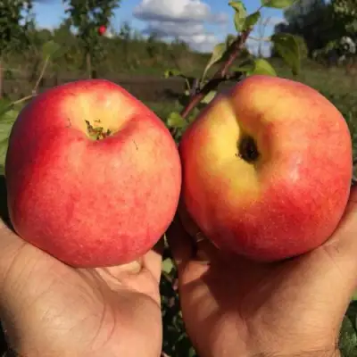 Яблоня КОВРОВОЕ стелющаяся в Бресте