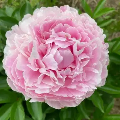 Пион КАТРИН ФОНТЕЙН травянистый в Бресте