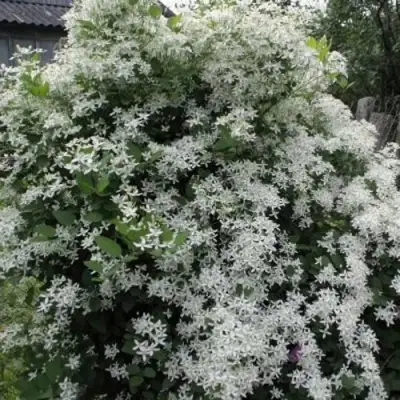 Клематис МАНЬЧЖУРСКИЙ в Бресте