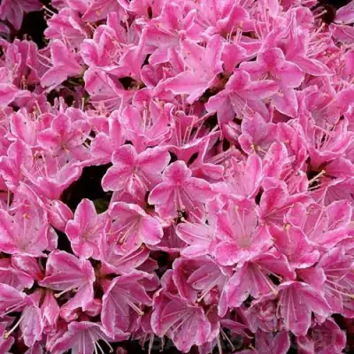 Азалия КЕРМЕСИНА РОУЗ японская в Бресте