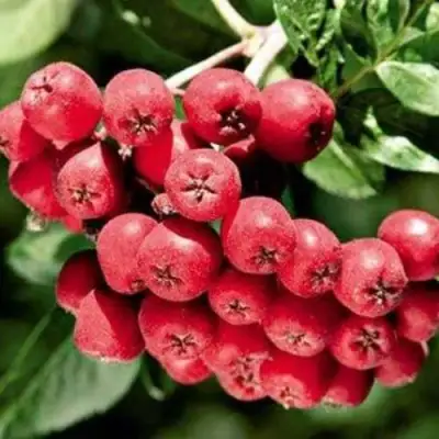 Рябина МОРАВСКАЯ сладкоплодная в Бресте