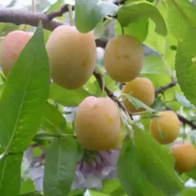 Слива УТРО в Бресте