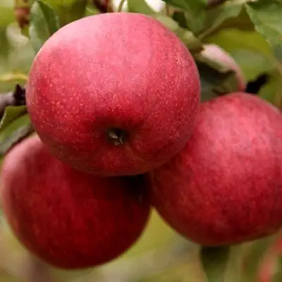 Яблоня ГАЛА ШНИГА в Бресте