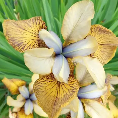 Ирис ФЛАЙИНГ ФИДДЛЗ сибирский в Бресте