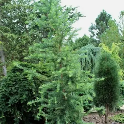 Лиственница КЕМПФЕРА в Бресте