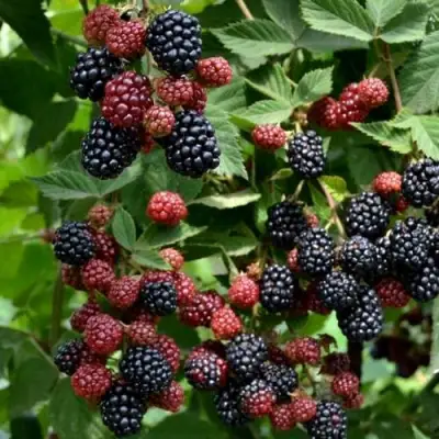 Ежевика РУБЕН ремонтантная  в Бресте