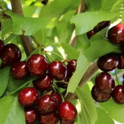 Черешня ИПУТЬ в Бресте