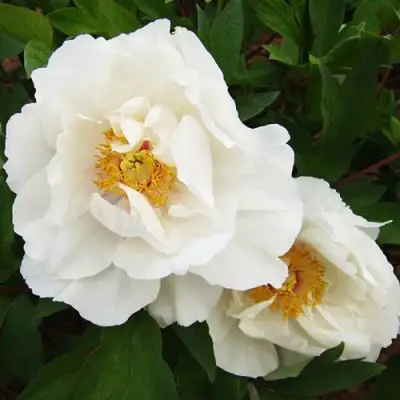 Пион БЕЛЫЙ НЕФРИТ древовидный в Бресте