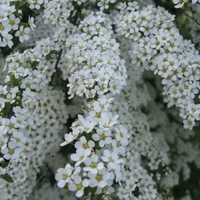 Спирея АРГУТА в Бресте