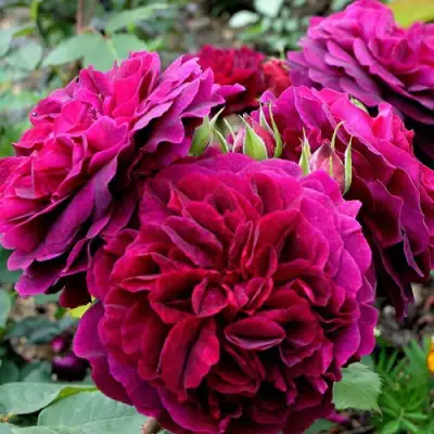 Роза МАНСТЕД ВУД английская в Бресте