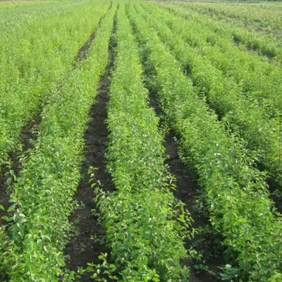 Подвой сливы ДИКАЯ АЛЫЧА в Бресте