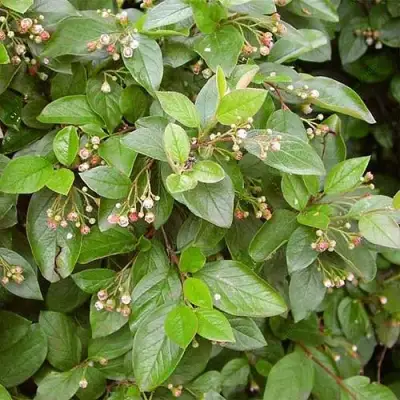 Кизильник блестящий в Бресте