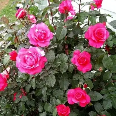 Роза МАЛИНОВЫЙ ЗВОН чайно-гибридная в Бресте