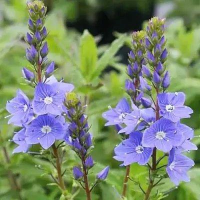 Вероника РОЯЛ БЛЮ большая в Бресте