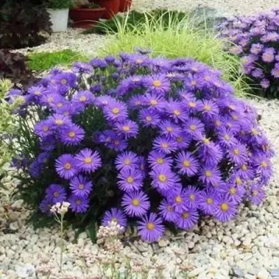 Астра ЛЕДИ ИН БЛЮ в Бресте