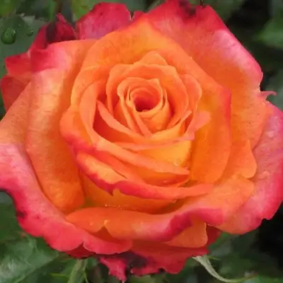 Роза ВАУ чайно-гибридная в Бресте