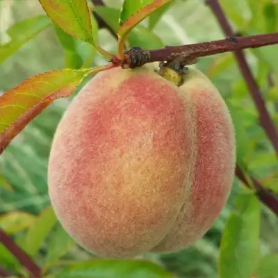 Персик ЕЛГАВСКИЙ в Бресте