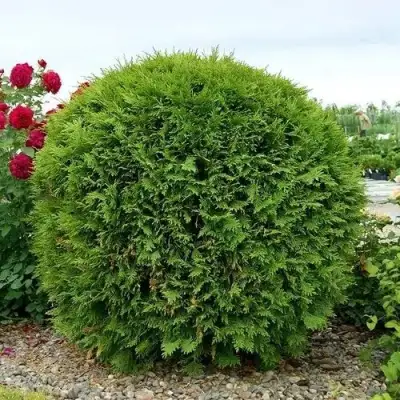 Туя ВУДВАРДИ западная в Бресте