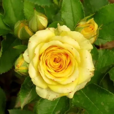 Роза САН СИТИ спрей в Бресте