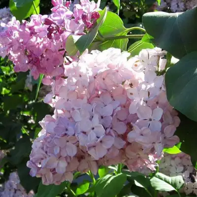 Сирень ГОРТЕНЗИЯ в Бресте