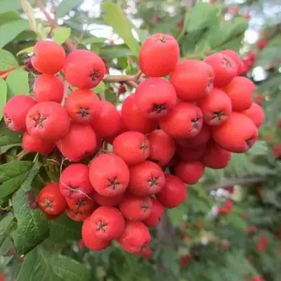 Рябина НЕВЕЖИНСКАЯ сладкоплодная в Бресте