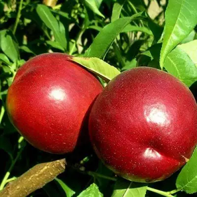 Нектарин НЕКТАРЕД-4 в Бресте