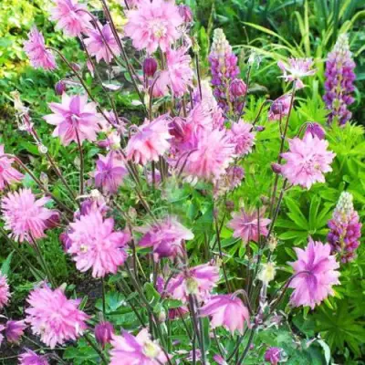 Аквилегия БАРЛОУ ПИНК гибрид МакКаны в Бресте