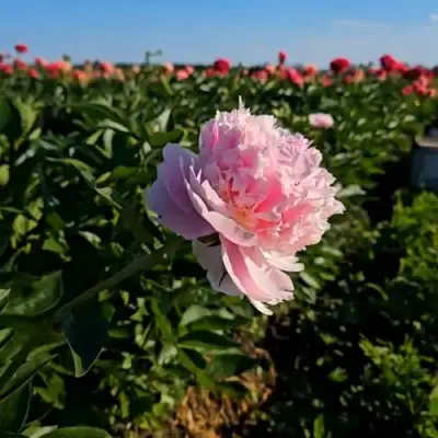 Пион ИМПЕРАТОРСКАЯ НАЛОЖНИЦА древовидный в Бресте