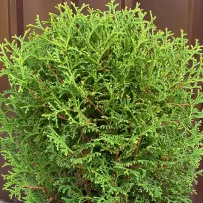 Туя ХОЗЕРИ западная в Бресте