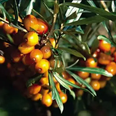 Облепиха ДАР КАЗАКОВУ в Бресте