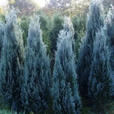 Кипарисовик ДАРТС БЛЮ РИББОН лавсона в Бресте