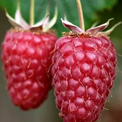 Малина РУБИНОВОЕ ОЖЕРЕЛЬЕ в Бресте