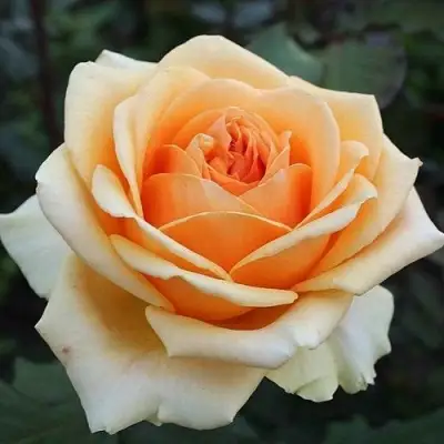 Роза ГЕЙША чайно-гибридная в Бресте