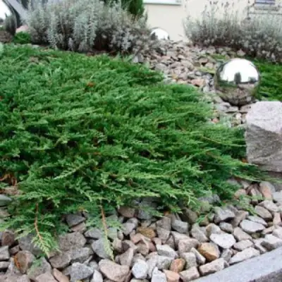 Можжевельник ПРИНЦ ОФ УЭЛЬС горизонтальный в Бресте