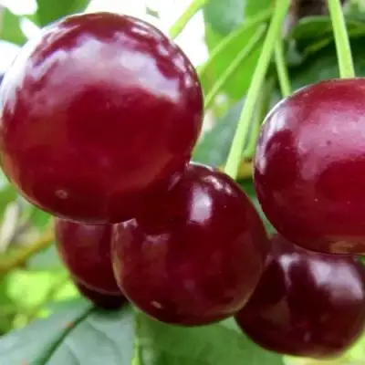 Вишня ГРИОТ БЕЛОРУССКИЙ в Бресте