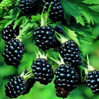 Ежевика КИТАНИНИ бесшипная  в Бресте