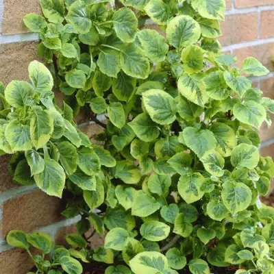 Гортензия МИРАНДА черешковая в Бресте