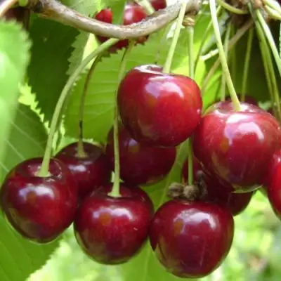 Вишня ХАРИТОНОВСКАЯ в Бресте