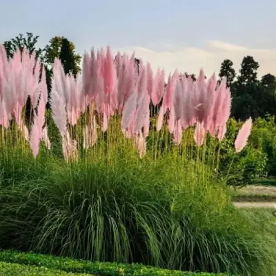 Кортадерия розовая (пампасная трава) в Бресте
