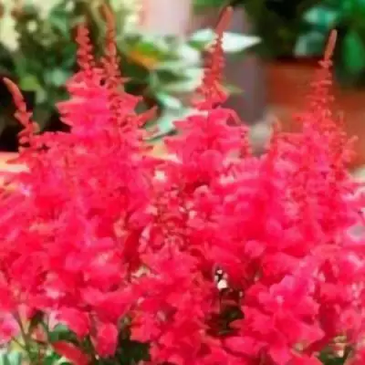 Астильба ЮНИК КАРМИН гибридная в Бресте