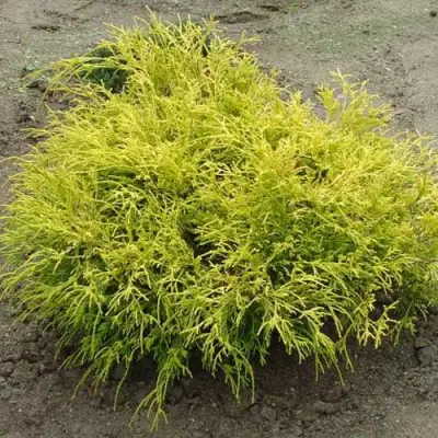 Кипарисовик ГОЛДЕН МОП горохоплодный в Бресте